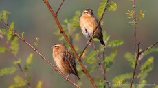 Southern Red Bishop