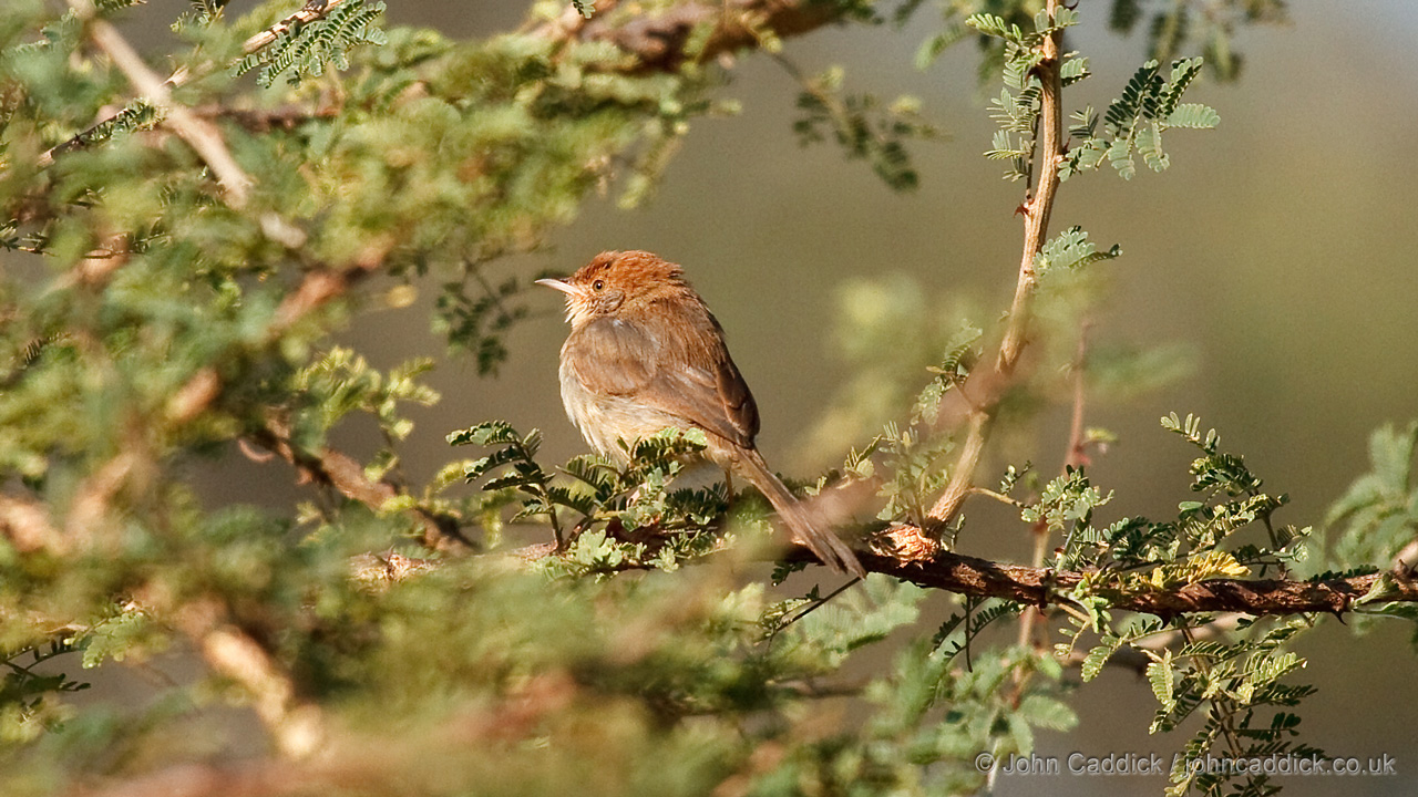 Long-tailed Cisticola