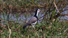 Long-toed Lapwing adult