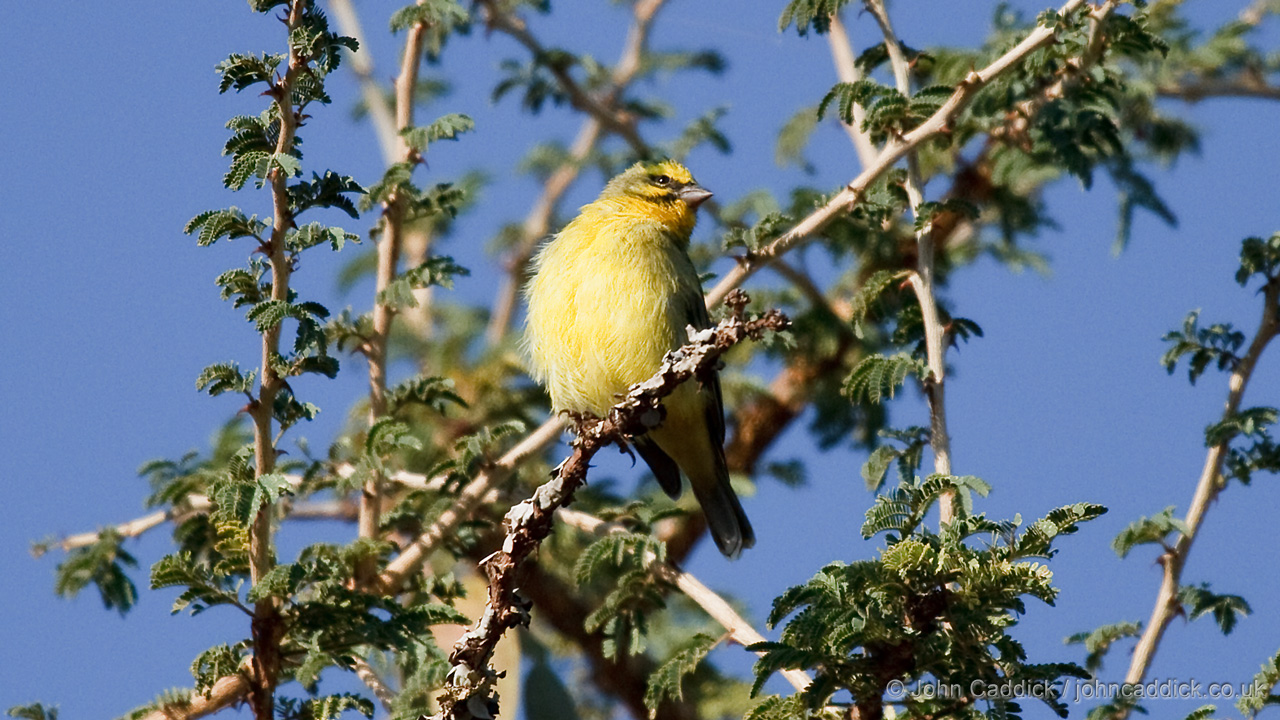 Yellow-fronted Canary