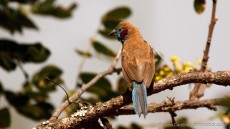 Red-cheeked Cordon-Bleu adult male