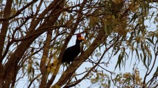 Ross’s Turaco