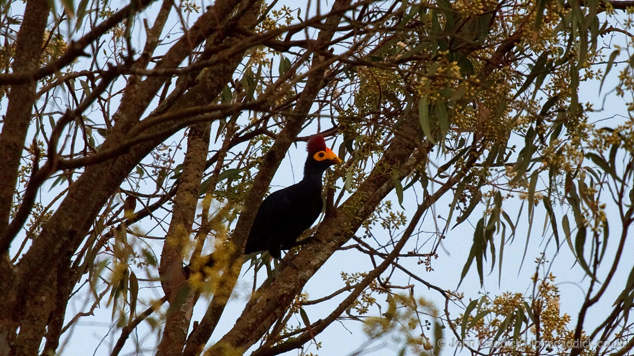 Ross’s Turaco