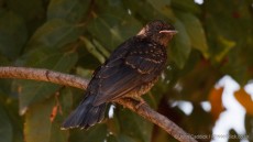 Southern Black Flycatcher juvenile