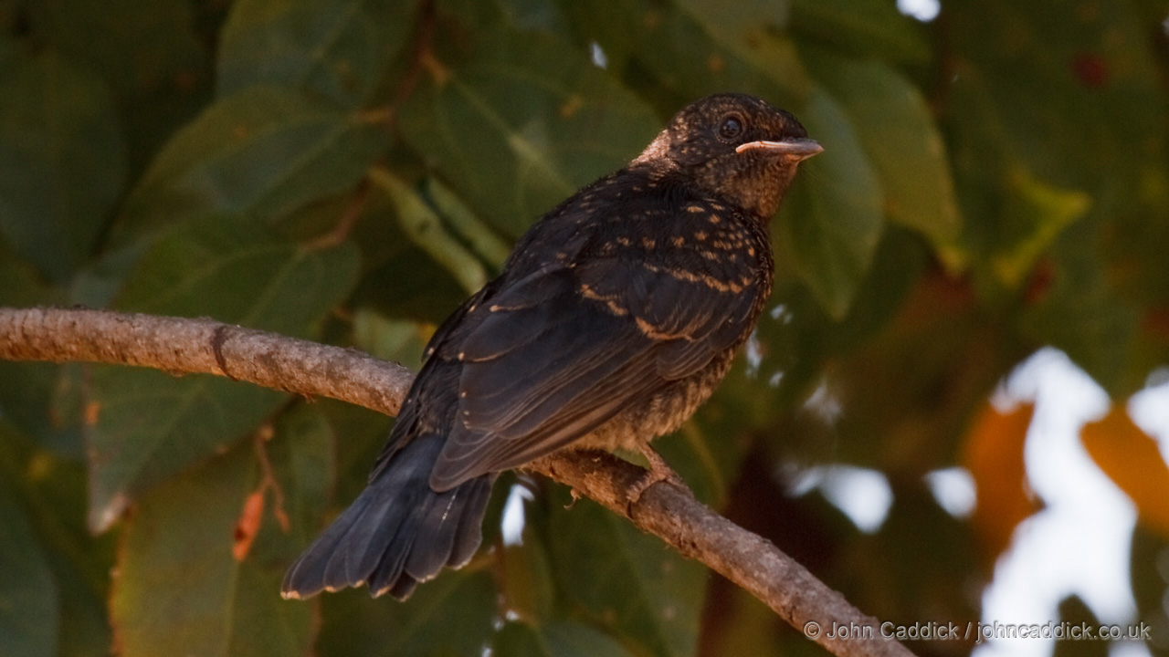 Southern Black Flycatcher juvenile