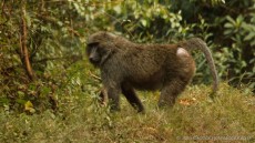 Olive Baboon