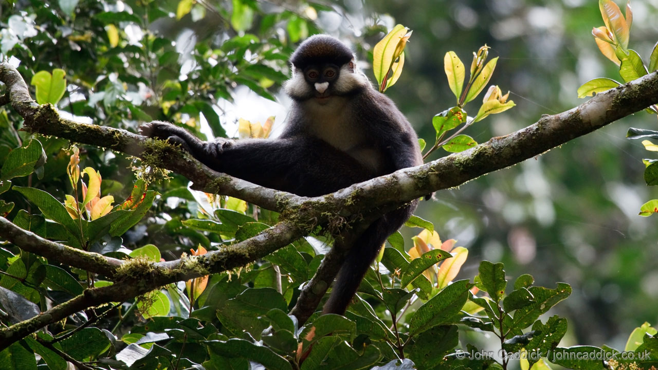 Red-tailed Monkey