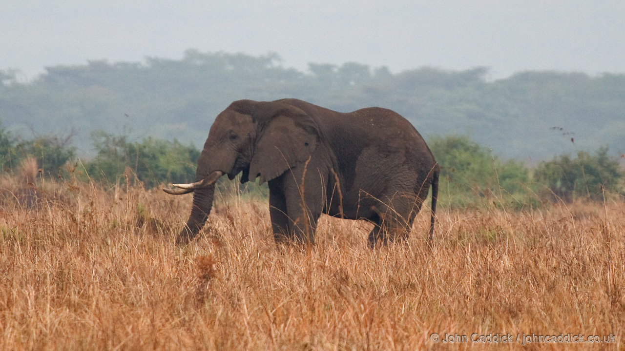 African Elephant