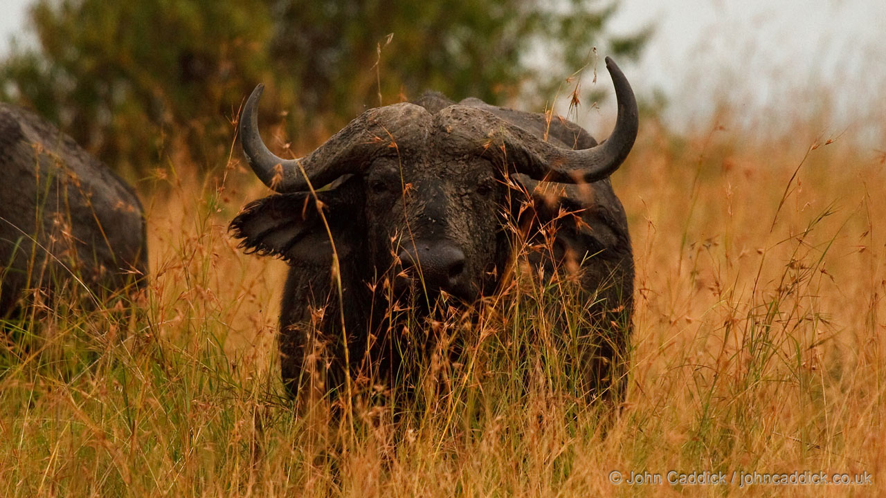 African Buffalo