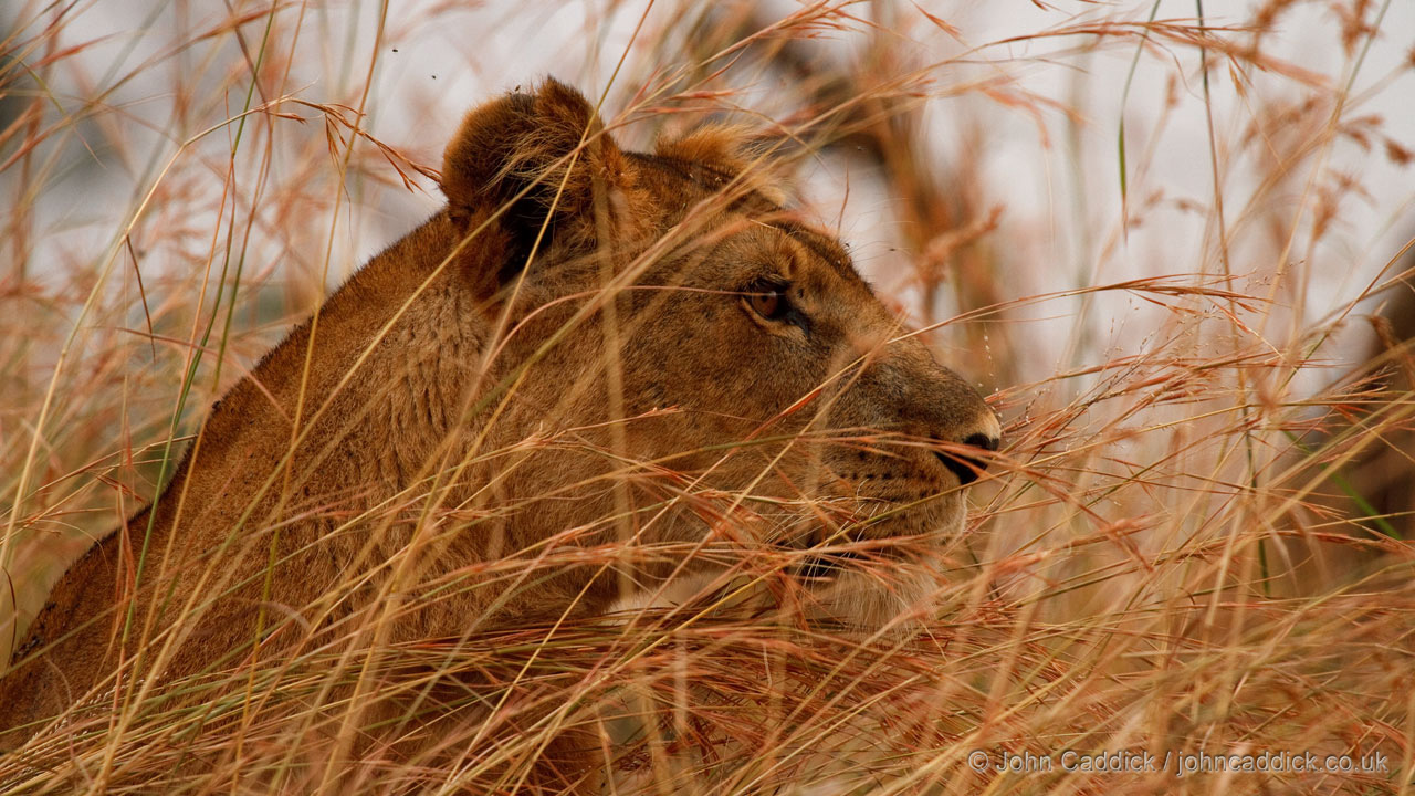 Lioness