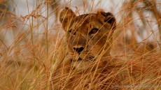 Lioness