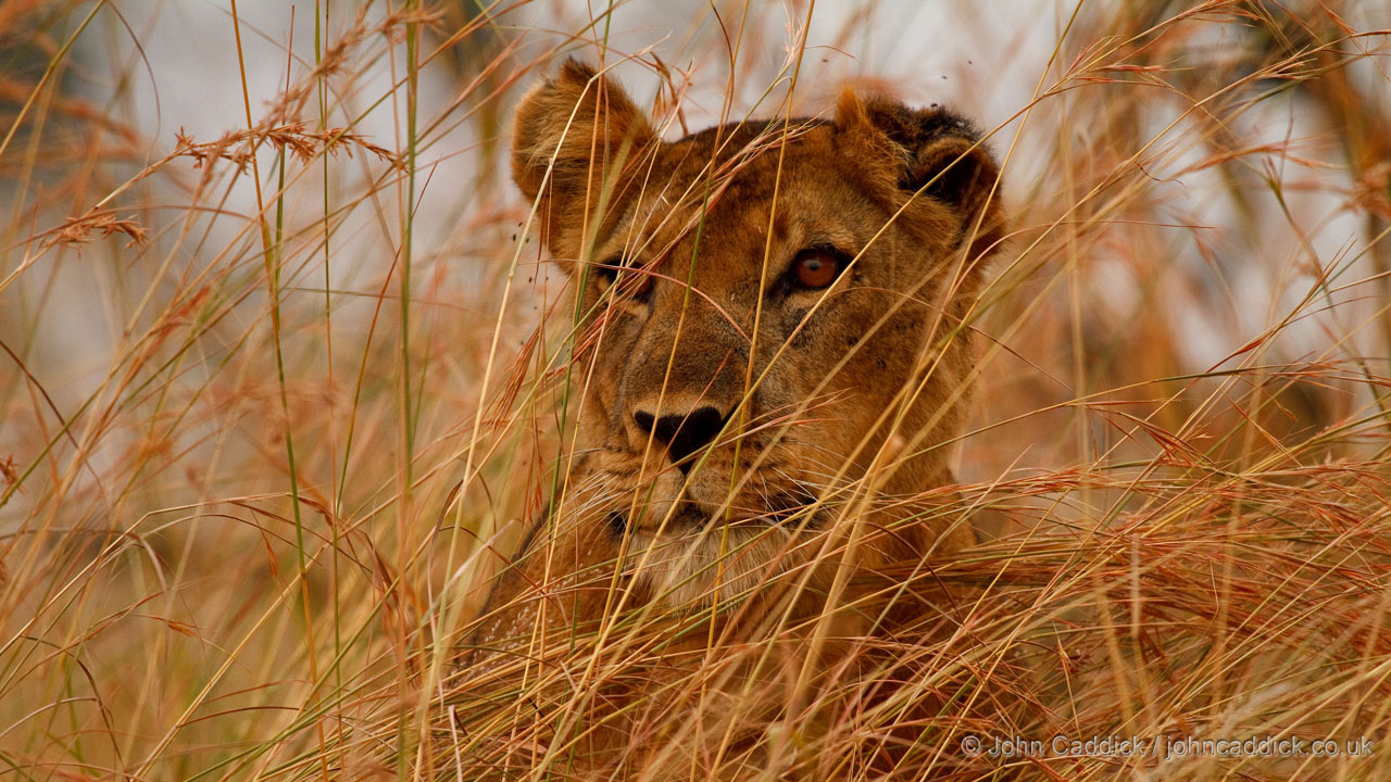Lioness