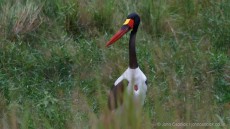 Saddle-billed Stork adult male