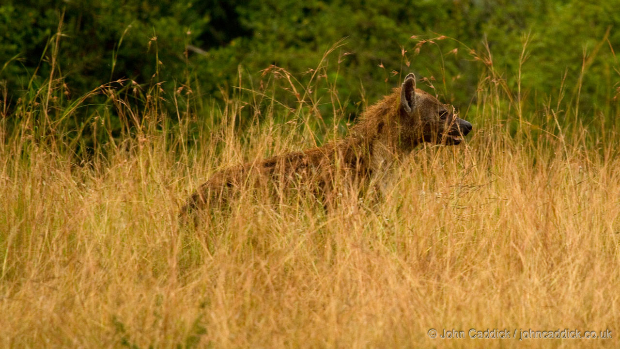 Spotted Hyaena