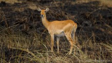 Uganda Kob female