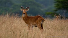 Uganda Kob male
