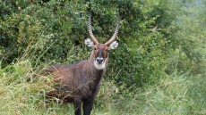 Waterbuck