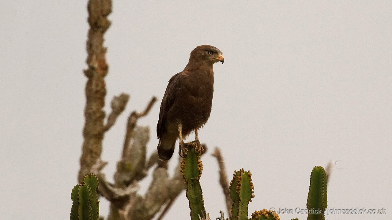 Western Banded Snake Eagle adult