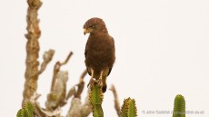 Western Banded Snake Eagle