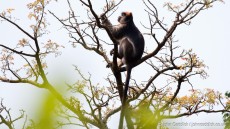 Central African Red Colobus