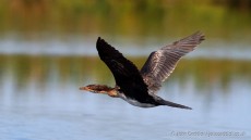Reed Cormorant