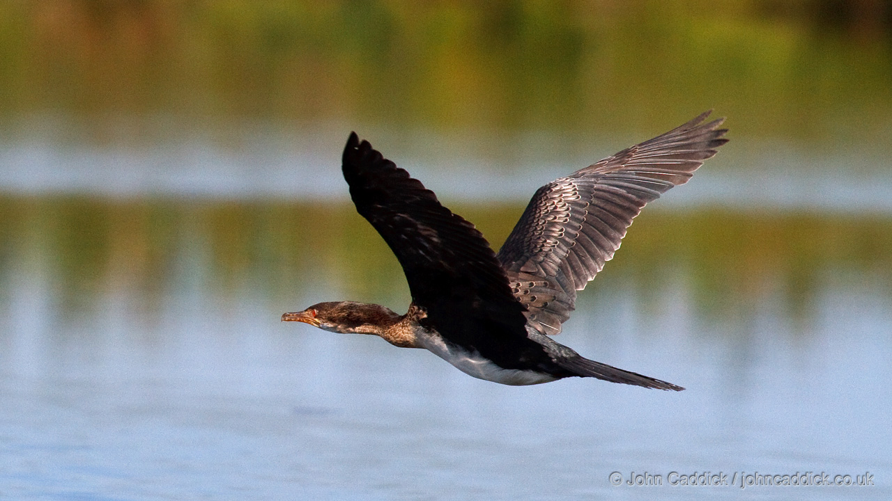 Reed Cormorant