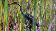 Purple Heron
