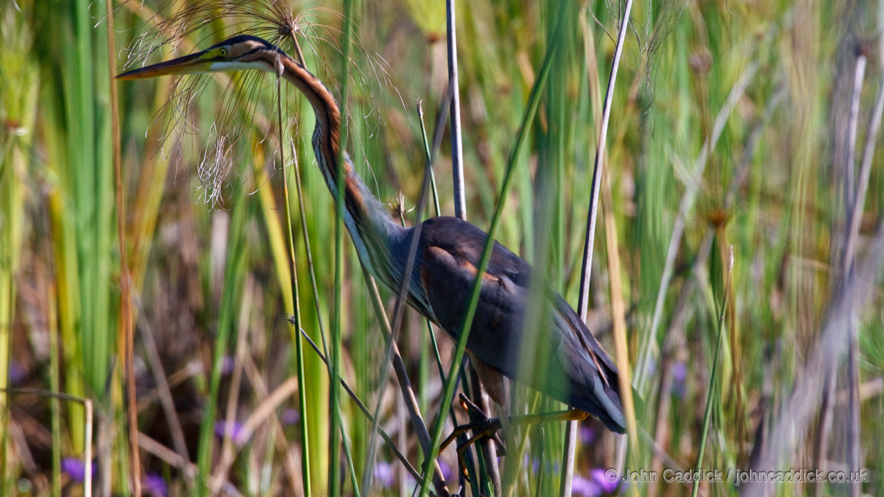 Purple Heron