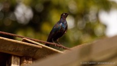 Ruppell’s Starling