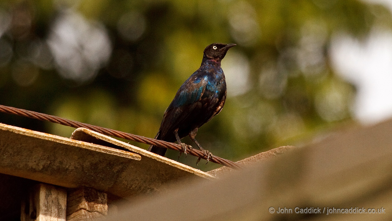 Ruppell’s Starling