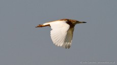 Squacco Heron