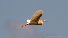 Squacco Heron