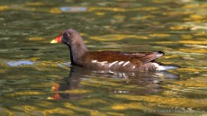 Common Moorhen