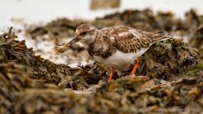 Ruddy Turnstone