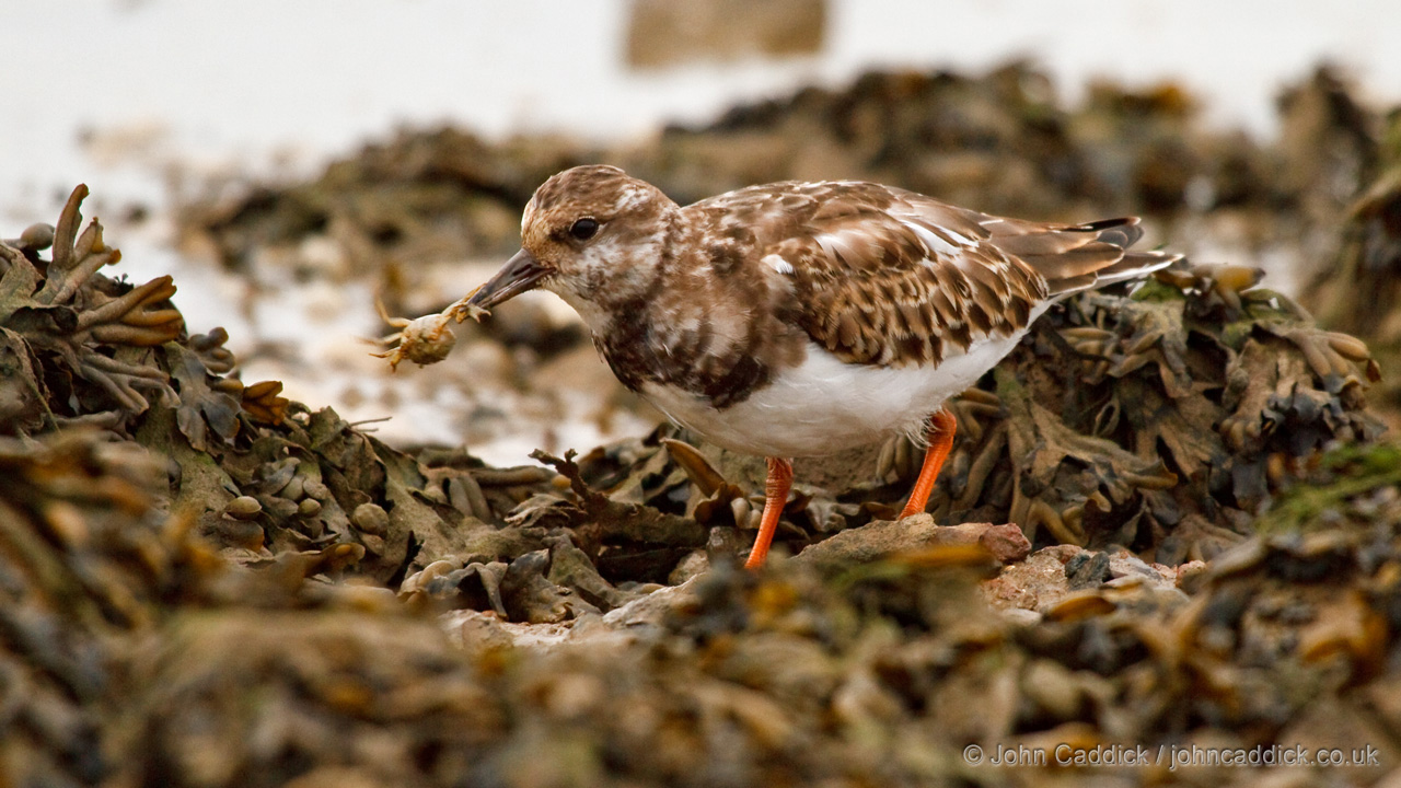 Ruddy Turnstone