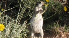 Black-tailed Prairie Dog