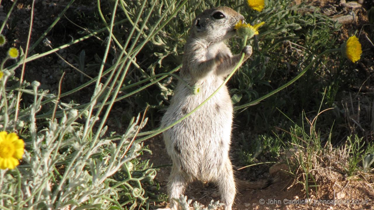Black-tailed Prairie Dog