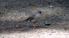 Yellow-eyed Junco