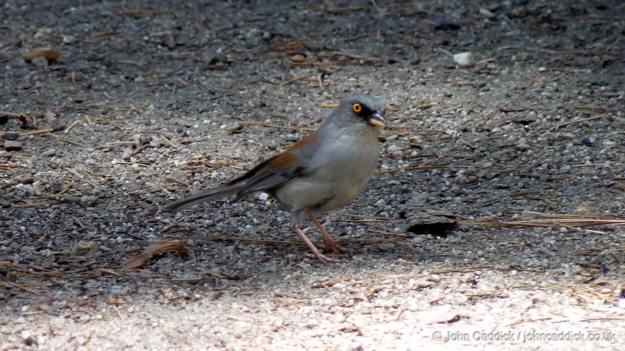 Yellow-eyed Junco