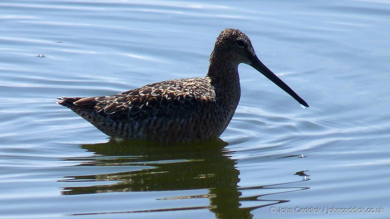 Long-billed Dowitcher