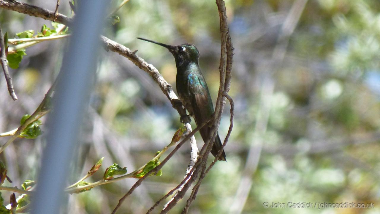 Magnificent Hummingbird adult male