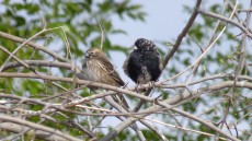 Lark Bunting male and female