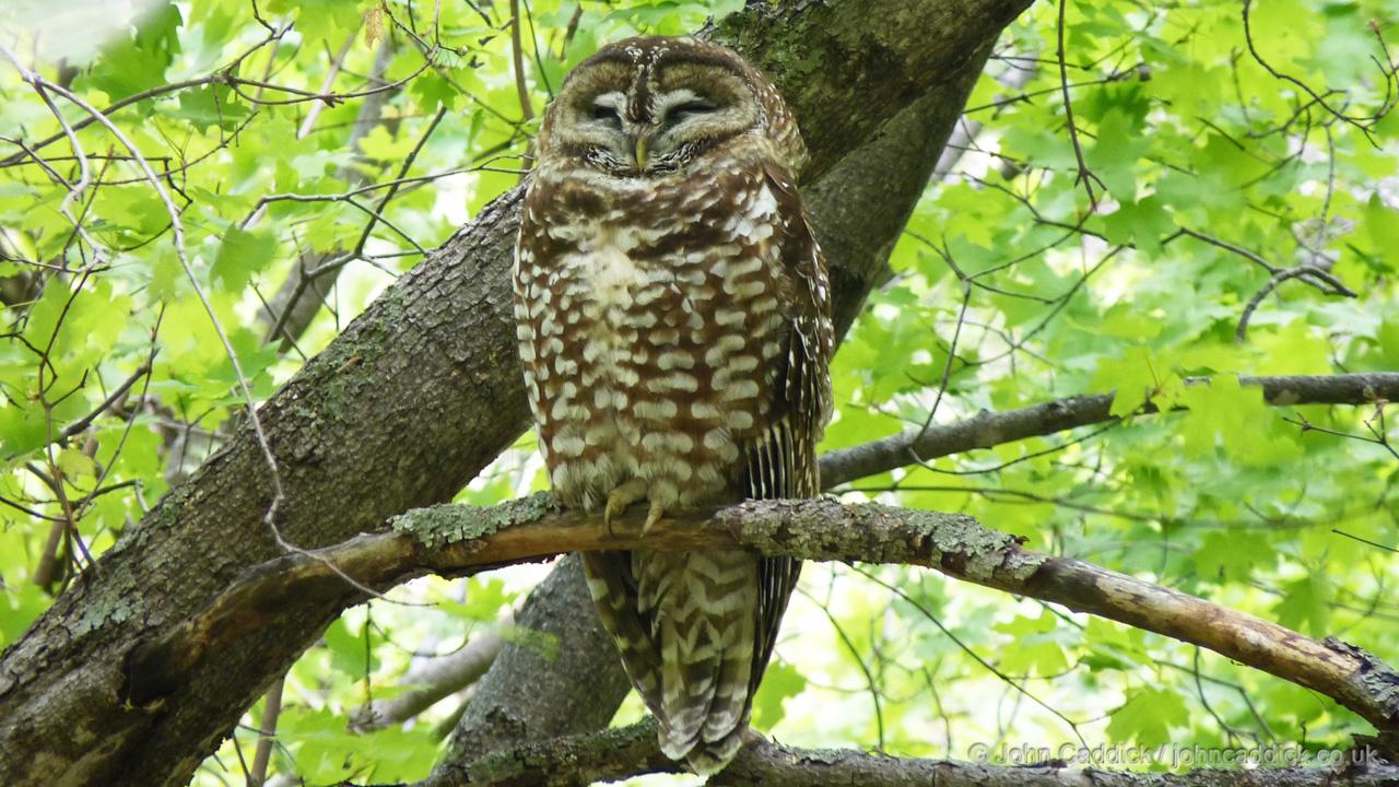 Spotted Owl