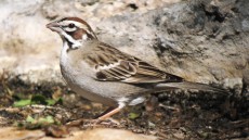 Lark Sparrow