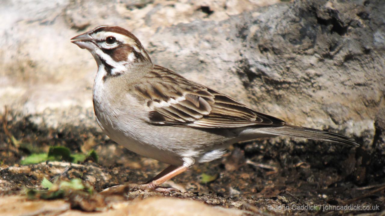 Lark Sparrow