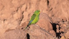 Mountain Parakeet