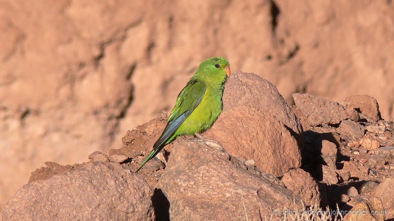 Mountain Parakeet