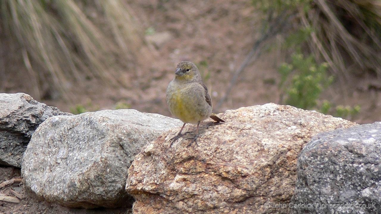 Greenish Yellow Finch female - John Caddick | John Caddick