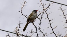 Pampa Finch
