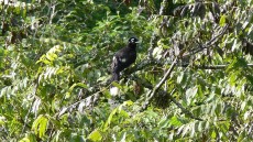 Plush-crested Jay